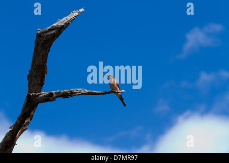 I capretti Southern Carmine gruccione appollaiato su un albero morto contro un profondo cielo blu con nuvole bianche Foto Stock