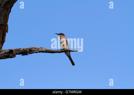 I capretti Southern Carmine gruccione appollaiato su un ramo morto contro un cielo blu Foto Stock