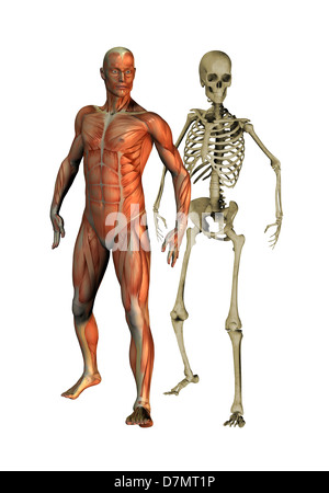 Anatomia maschile, artwork Foto Stock