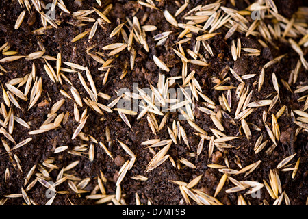 Sementi di erba appena seminato su wet / umido umido / / irrigato suolo superiore / compost e in attesa di germinare. Foto Stock