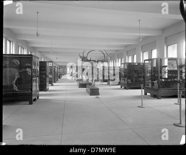 Uno scheletro di cervo irlandese esposto al Chicago Field Museum, che rappresenta la fauna preistorica e mostra le caratteristiche uniche e le grandi dimensioni delle antiche specie. Foto Stock