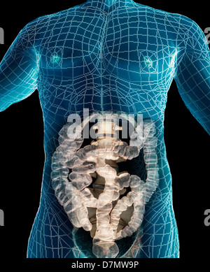 Addome sano, 3D CT scan Foto Stock