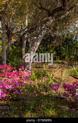 Stati Uniti d'America, Florida, Edgewater, Edgewater sbarchi, Live Oak, Azalea Foto Stock