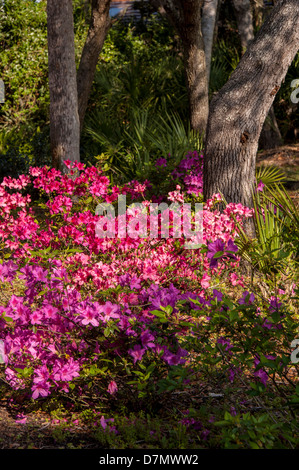 Stati Uniti d'America, Florida, Edgewater, Edgewater sbarchi, Azalea Foto Stock