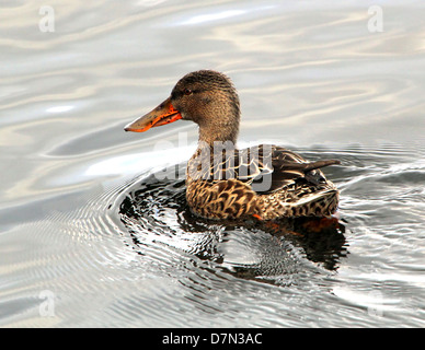 Dettaglio primo piano di una spatola femminile Northern Shoveler/Shoveller clypeata ) che nuotano lontano dalla macchina fotografica Foto Stock