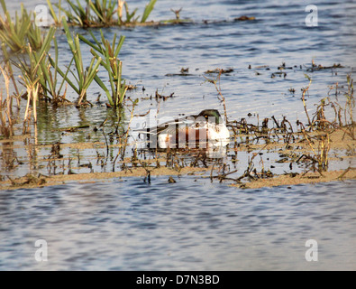 Maschio mestolone settentrionale (Anas clypeata) sonnecchia sull'acqua Foto Stock