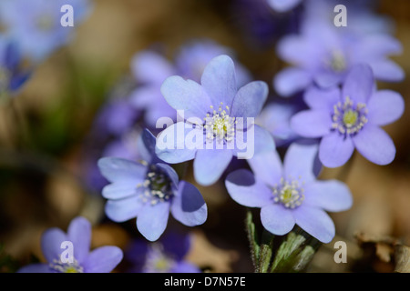 Anemone Hepatica hepatica liverwort kidneywort centella, è una pianta erbacea perenne impianto Foto Stock