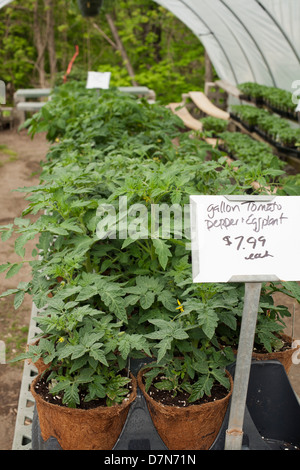 Un western Massachusetts vivaio molla ha la selezione di piante in vendita. Foto Stock