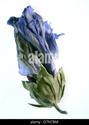 Essiccato blu fiore di hibiscus bud su bianco, ©MAK Foto Stock