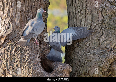 Maschio e femmina colombe Stock, Columba oenas, appollaiato sul foro albero. Molla. Regno Unito Foto Stock