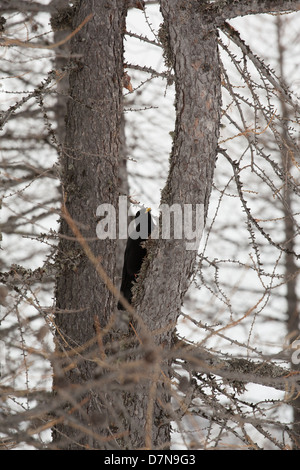 @Canon EF70-200mm f/4L USM a 200mm, Canon EOS-1D Mark III, 1/500, f/6.3, iso400 Photo : Thomas Bekker Foto Stock