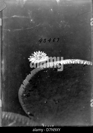 Un esemplare del Giglio d'acqua gigante, Victoria amazonica, è mostrato galleggiare sull'acqua nella Guiana britannica nel 1922. Questa immagine cattura la pianta acquatica nel suo habitat naturale, una parte della collezione Stanley Field Expedition. Foto Stock