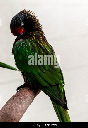 Amazzoni e parrocchetti (tribù Lorini) sono di dimensioni da piccole a medie pappagalli arboree Foto Stock