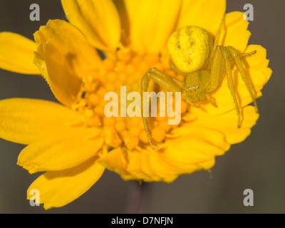 Giardino giallo spider nascosti su una millefiori giallo Foto Stock