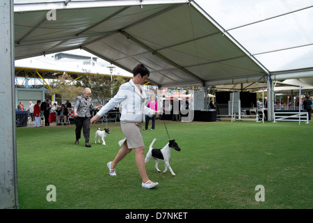 Dog show a giudicare a Sydney Easter Show, Sydney, Australia Foto Stock