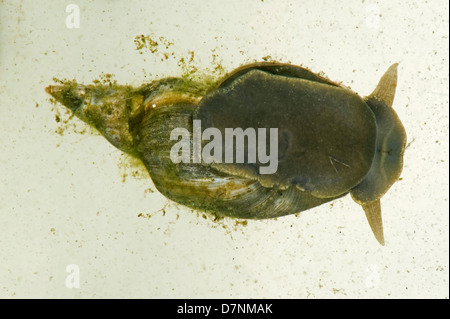 Grande stagno lumaca, Lymnaea stagnalis, lato inferiore da un laghetto in giardino con alghe accluso Foto Stock