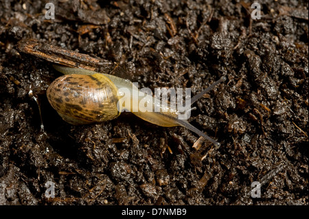 Giovani giardino lumaca, Cornu aspersum, muoversi sopra il suolo Foto Stock