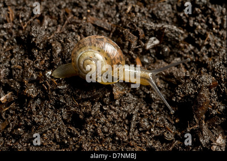 Giovani giardino lumaca, Cornu aspersum, muoversi sopra il suolo Foto Stock