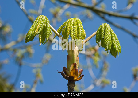 Foglie giovani e un'apertura sticky bud su un ippocastano, Aesculus hippocastanum, albero in primavera Foto Stock