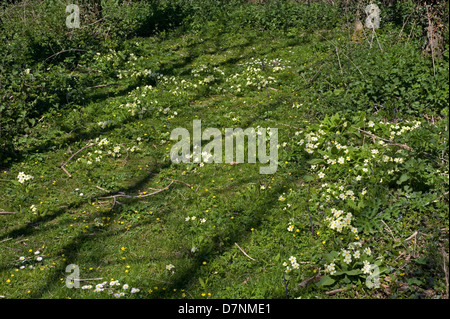 Primule, Primula vulgaris, fioritura in presenza di luce solare in un bosco a molla Foto Stock