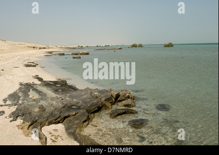 Un telecomando Abu Dhabi spiaggia con rocce, mare di sabbia sul Golfo Arabico con acqua alta e isolare maturo e giovani mangrovie grigio Foto Stock