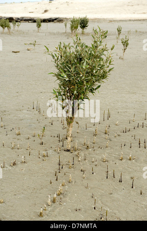 Un giovane di colore grigio di mangrovia, Avicennia marina, albero a bassa marea con radici aeree o pneumatofori bloccata sopra sabbia Foto Stock
