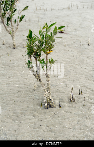 Un giovane di colore grigio di mangrovia, Avicennia marina, albero a bassa marea con radici aeree o pneumatofori bloccata sopra sabbia Foto Stock