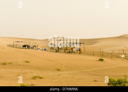 Un piccolo deserto allevamento di cammelli per il dromedario cammelli in Abu Dhabi Foto Stock