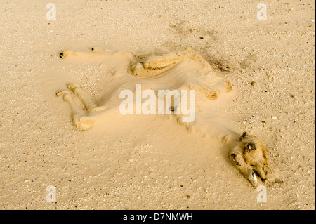 Un secco tempo morto cammello carcassa di vitello mezzo sepolto dalla sabbia nel deserto, Abu Dhabi Foto Stock