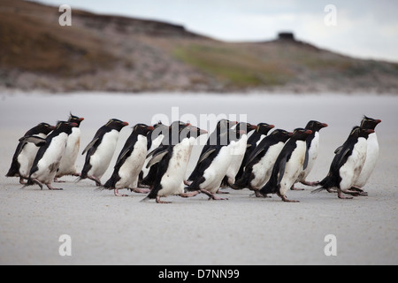 Felsenpinguine;meridionale pinguino saltaroccia;eudyptes chrysocome;penacho amarillo Foto Stock