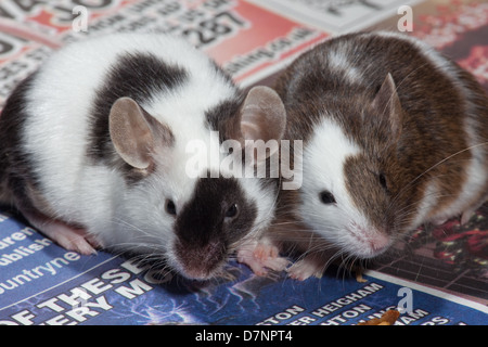 Animali domestici in bianco e nero o Pied topi (Mus musculus). Foto Stock