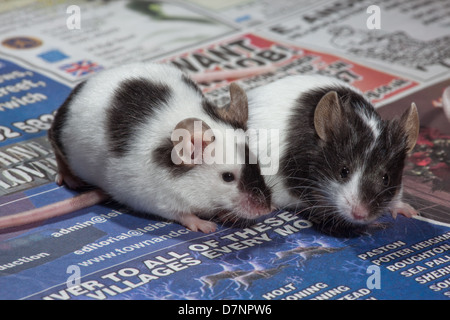 Animali domestici in bianco e nero o Pied topi (Mus musculus). Foto Stock