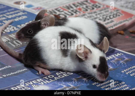 Animali domestici in bianco e nero o Pied topi (Mus musculus). Foto Stock