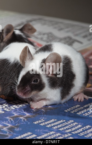 Animali domestici in bianco e nero o Pied topi (Mus musculus). Foto Stock