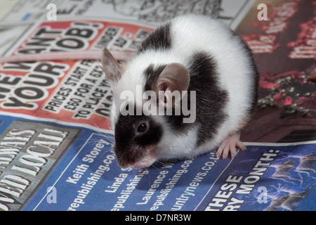 Animali domestici in bianco e nero o Pied Mouse (Mus musculus). Foto Stock