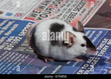 Animali domestici in bianco e nero o Pied Mouse (Mus musculus). Foto Stock