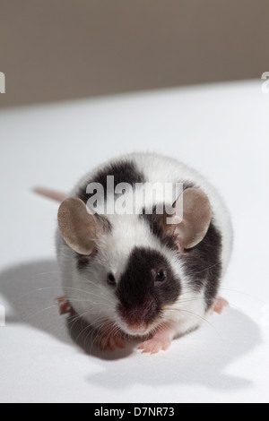 Animali domestici in bianco e nero o Pied topi (Mus musculus). Foto Stock