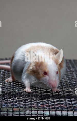 Di colore beige e bianco pet skewbald Mouse Mus musculus Foto Stock