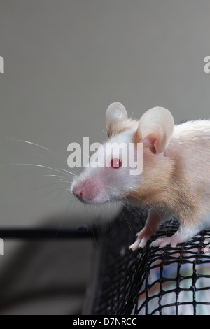 Di colore beige e bianco pet skewbald Mouse Mus musculus ritratto di testa Foto Stock