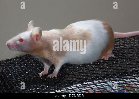 Animali domestici fulvo e bianco o Skewbald Mouse (Mus musculus). Gravidanza o femmina gravido. Avvicinandosi alla piena espressione. Foto Stock