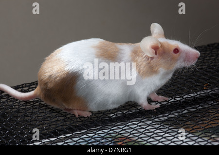 Animali domestici fulvo e bianco o Skewbald Mouse (Mus musculus). Gravidanza o femmina gravido. Avvicinandosi alla piena espressione. Foto Stock