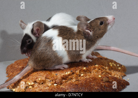 Tame Pet topi. (Mus musculus). Pezzati dietro, skewbald anteriore. Foto Stock