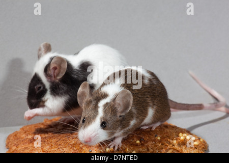 Addomesticazione Pet topi di fantasia (Mus musculus). Foto Stock