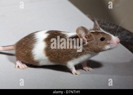 Tame Pet Mouse. (Mus musculus). Skewbald, o marrone e bianco colore forma. Foto Stock