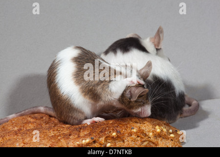 Pet topi di fantasia (Mus musculus). Skewbald, marrone e bianco pezzati, bianco e nero, di auto pulirsi. Seduto su di una crosta di pane. Foto Stock