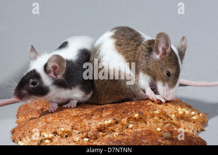 Pet topi di fantasia (Mus musculus). Pezzati sinistra e destra skewbald. Seduto su di una crosta di pane. Foto Stock