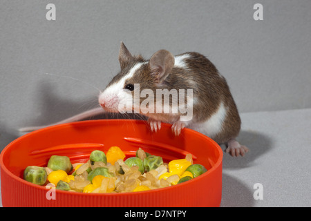 Il Pet Fancy Mouse (Mus musculus). Skewbald, marrone e bianco. Seduto a fianco di un contenitore per alimenti. Foto Stock