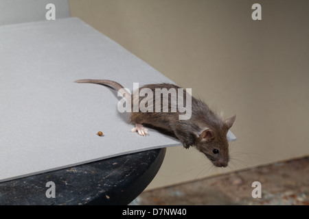 House Mouse Mus musculus Foto Stock