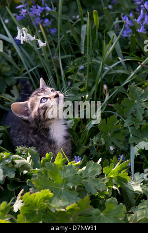 Di due mesi di età gattino giocare tra un letto floreale. Foto Stock