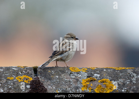 Casa passero, Passer domesticus, unica donna sul tetto, Warwickshire, Maggio 2013 Foto Stock